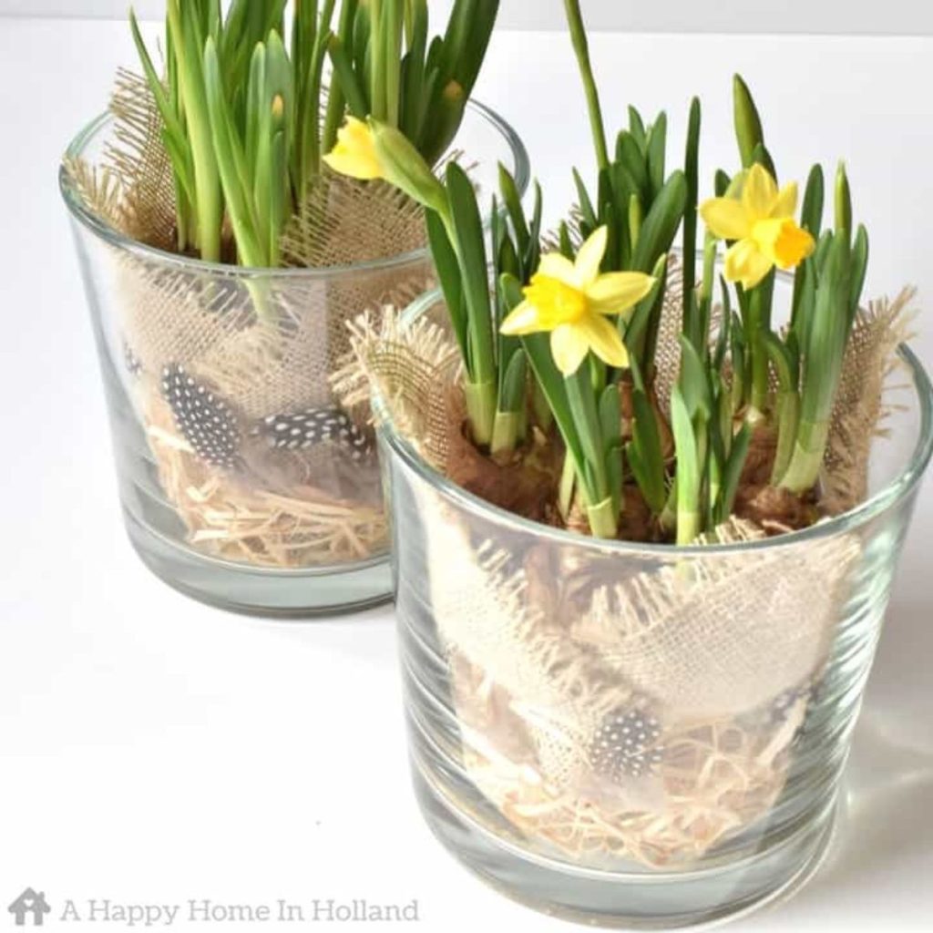 Spring Bulb Planters