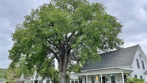 The 12 Worst Trees to Put in Your Yard, Ranked in Order