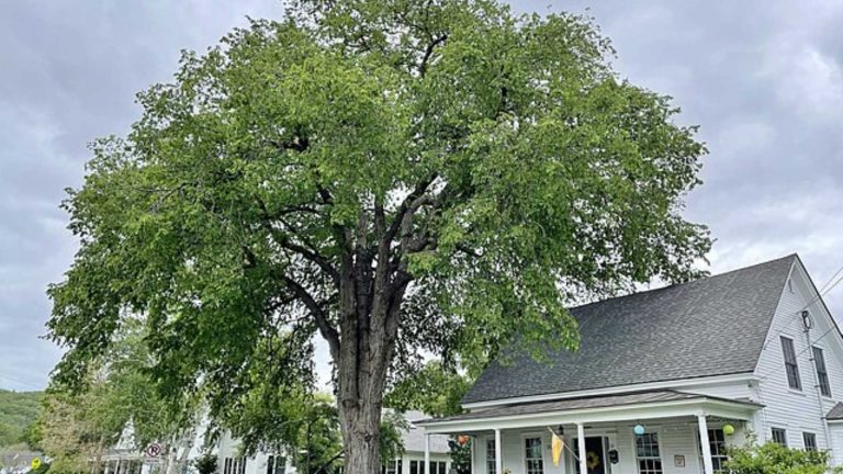 The 12 Worst Trees to Put in Your Yard, Ranked in Order