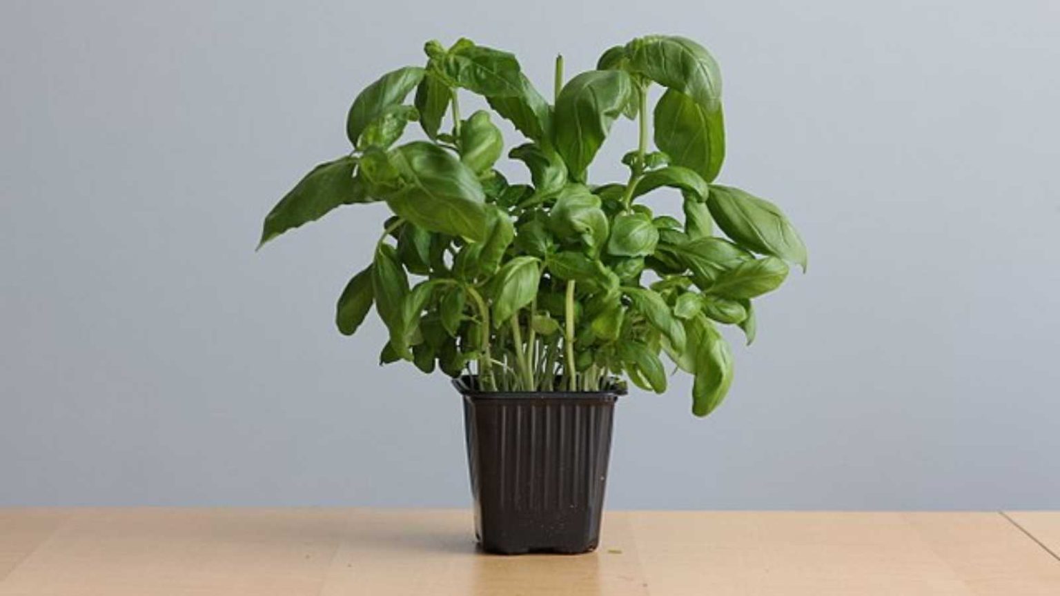 Basil Eatable 15 Edible Plants That Will Grow Fast in Any Climate - Craft Your Happy ...