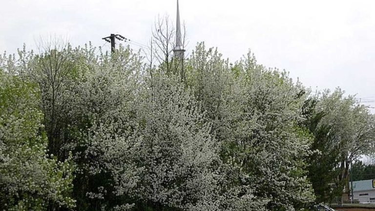 The 12 Worst Trees to Put in Your Yard, Ranked in Order