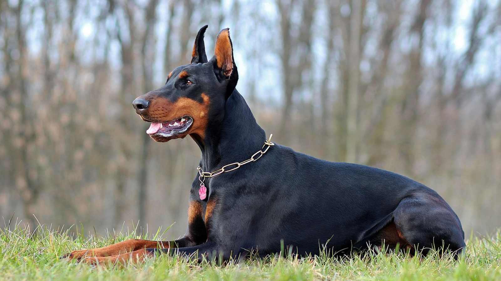 Doberman pinscher orders with kids