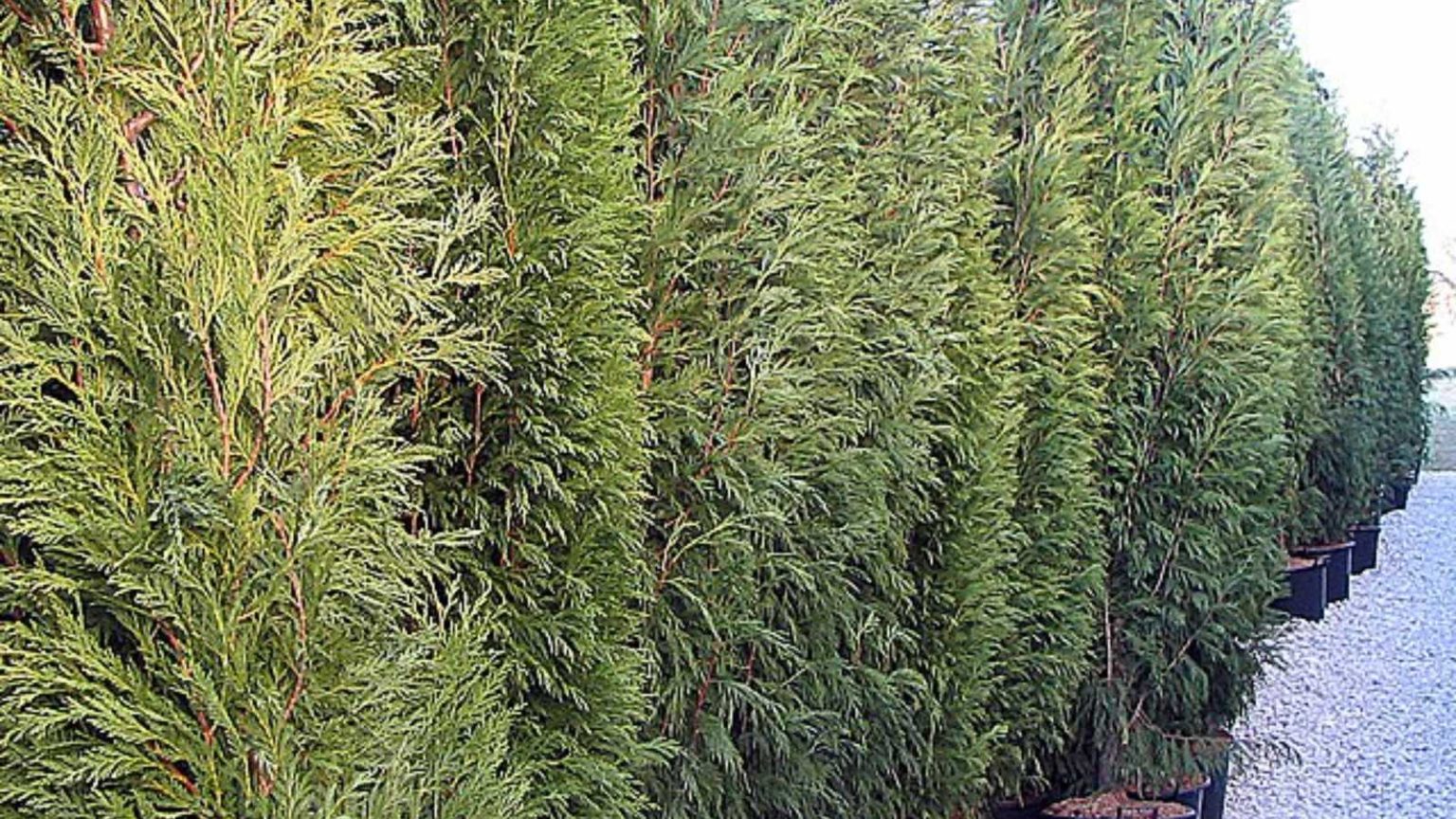 The 12 Worst Trees to Put in Your Yard, Ranked in Order