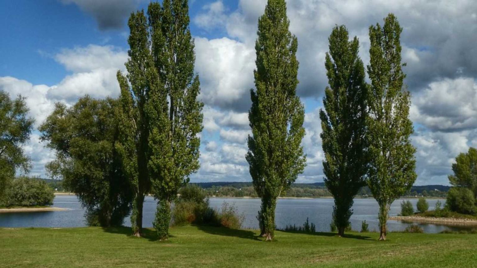 The 12 Worst Trees to Put in Your Yard, Ranked in Order