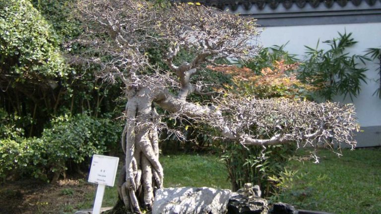 The 12 Worst Trees to Put in Your Yard, Ranked in Order