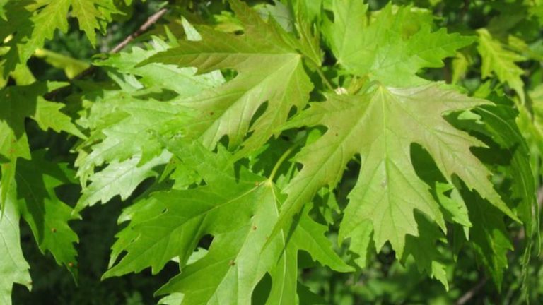 The 12 Worst Trees to Put in Your Yard, Ranked in Order
