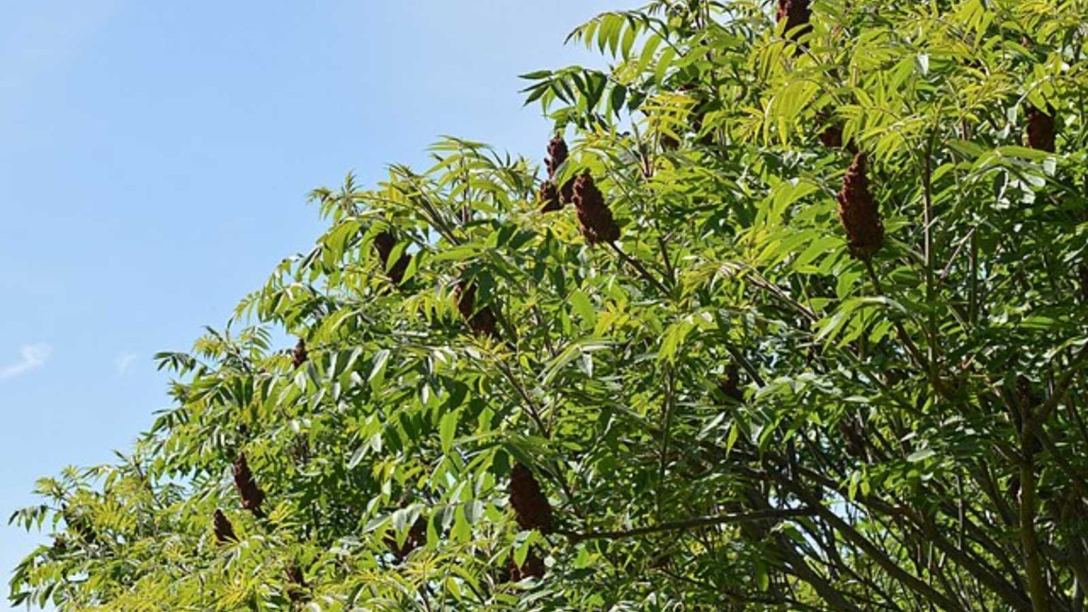 The 12 Worst Trees to Put in Your Yard, Ranked in Order