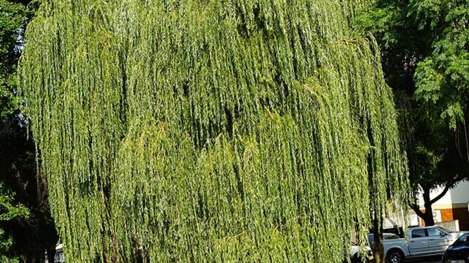 The 12 Worst Trees to Put in Your Yard, Ranked in Order