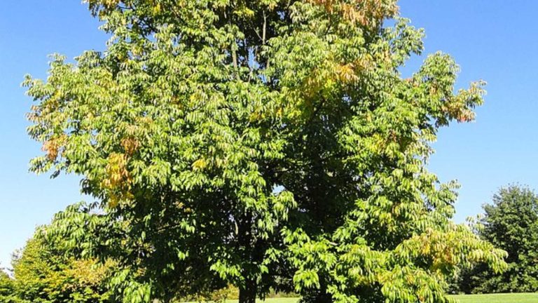 The 12 Worst Trees to Put in Your Yard, Ranked in Order