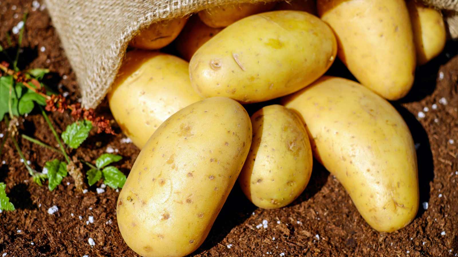 'Healthy' Veggies That Secretly Sabotage Your Diet
