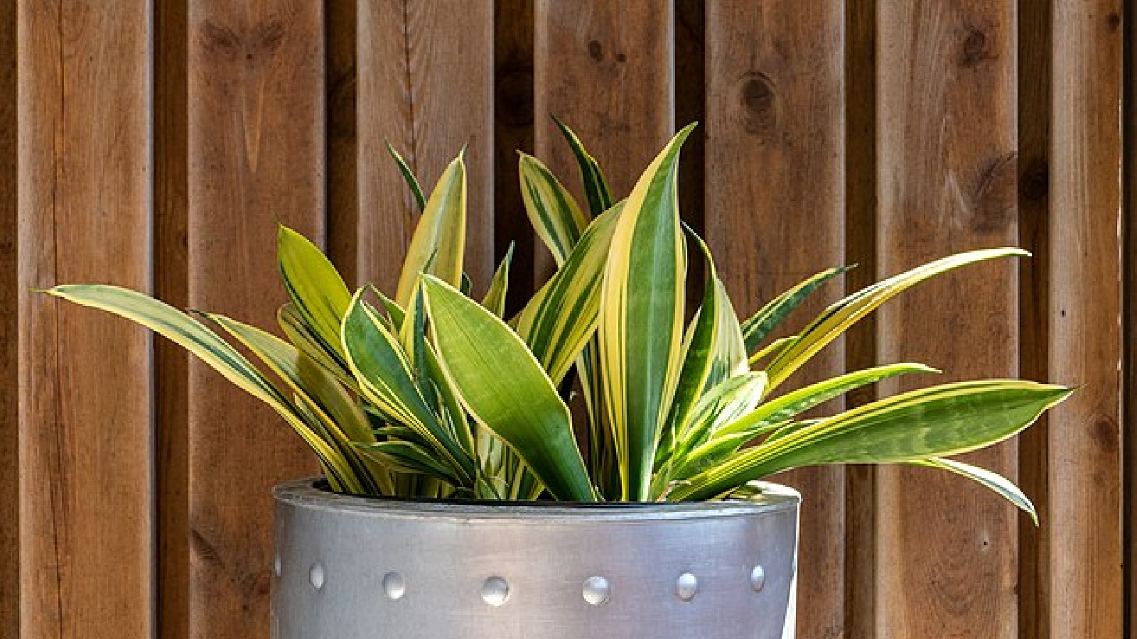 25 Must-Have Container Plants and Creative Ideas for Your Dream Potted Garden