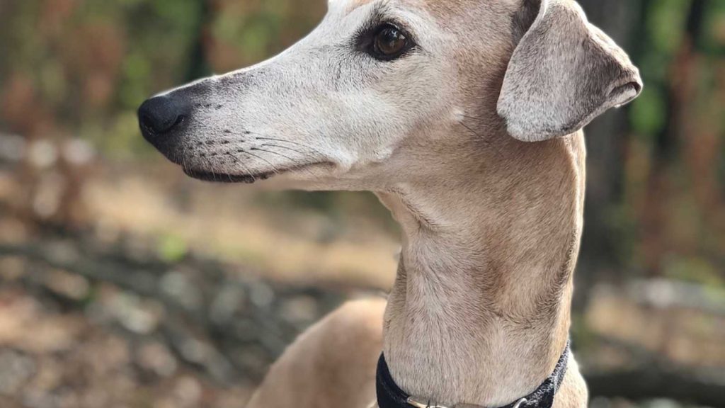 Rare Dog Breeds You Never Knew Existed