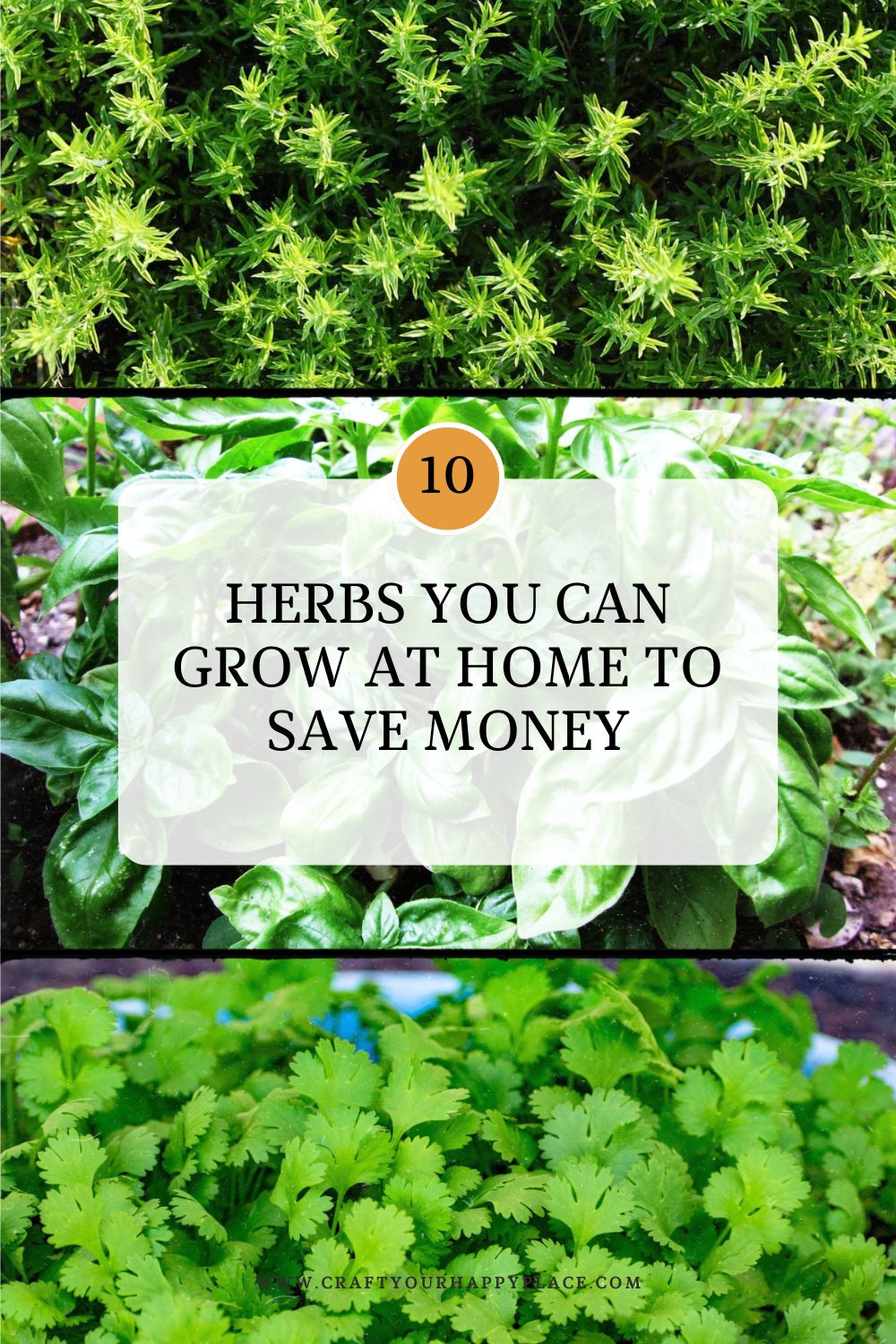 10 Herbs You Can Grow at Home to Save Money - Craft Your Happy Place