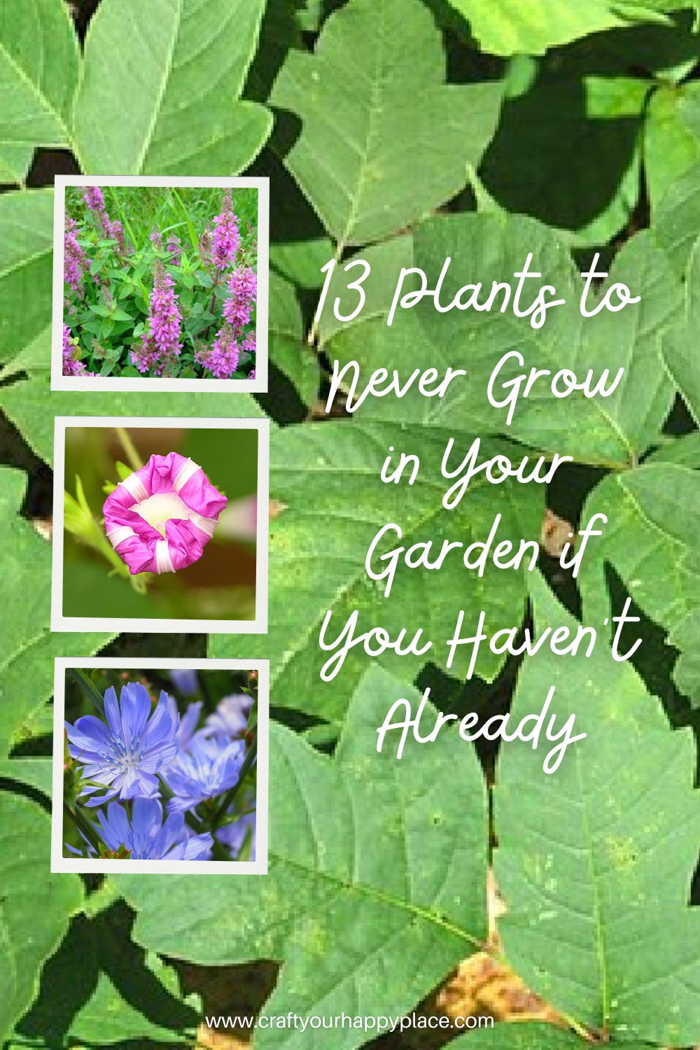13 Plants to Never Grow in Your Garden if You Haven't Already - Craft ...