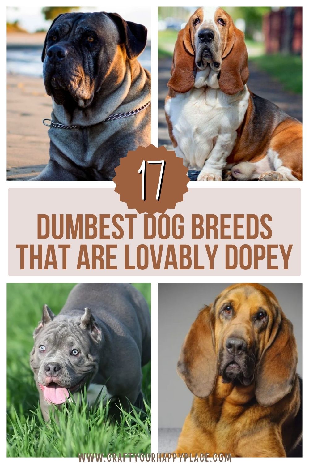 17 Dumbest Dog Breeds That are Lovably Dopey