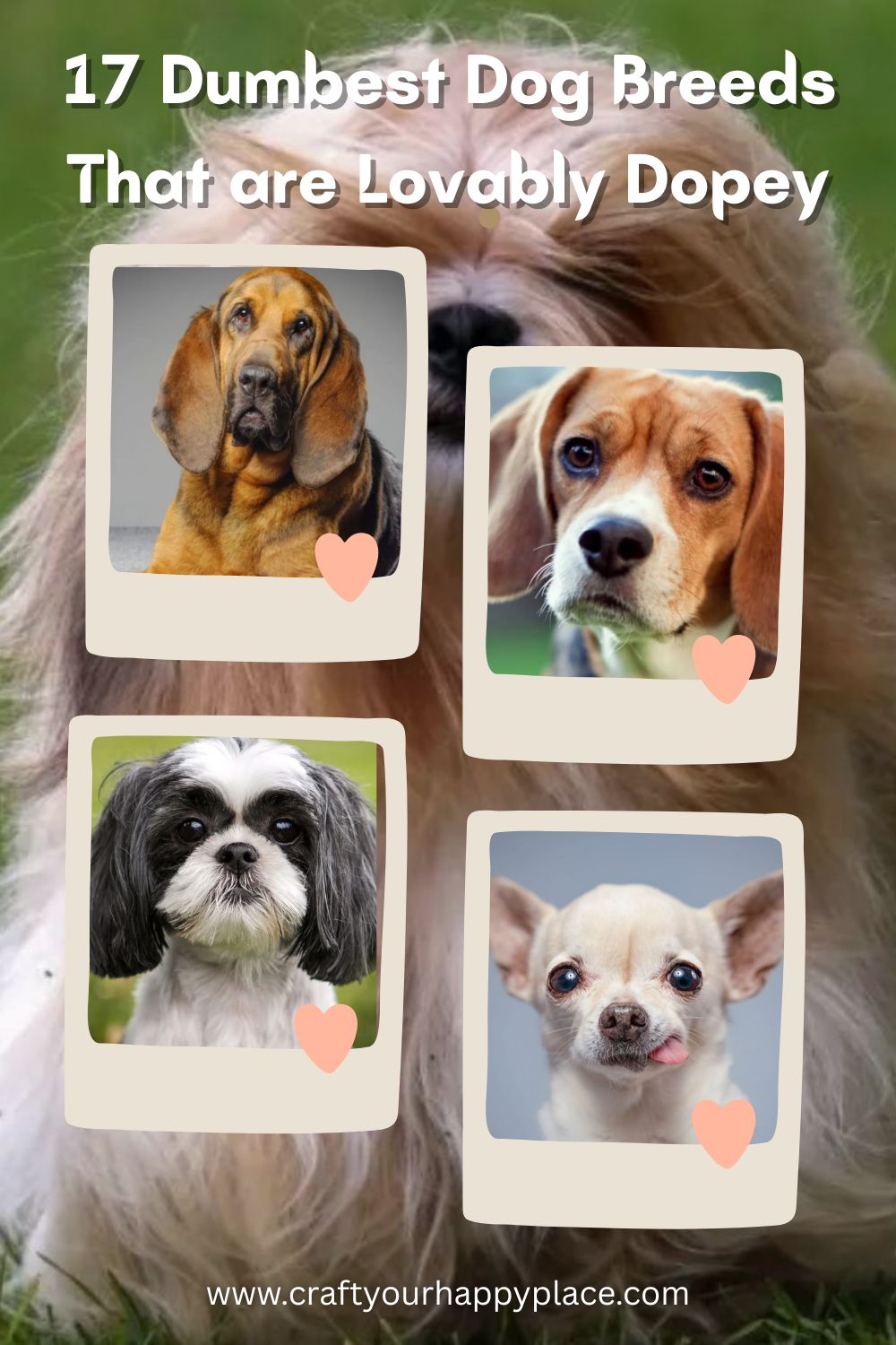 17 Dumbest Dog Breeds That are Lovably Dopey