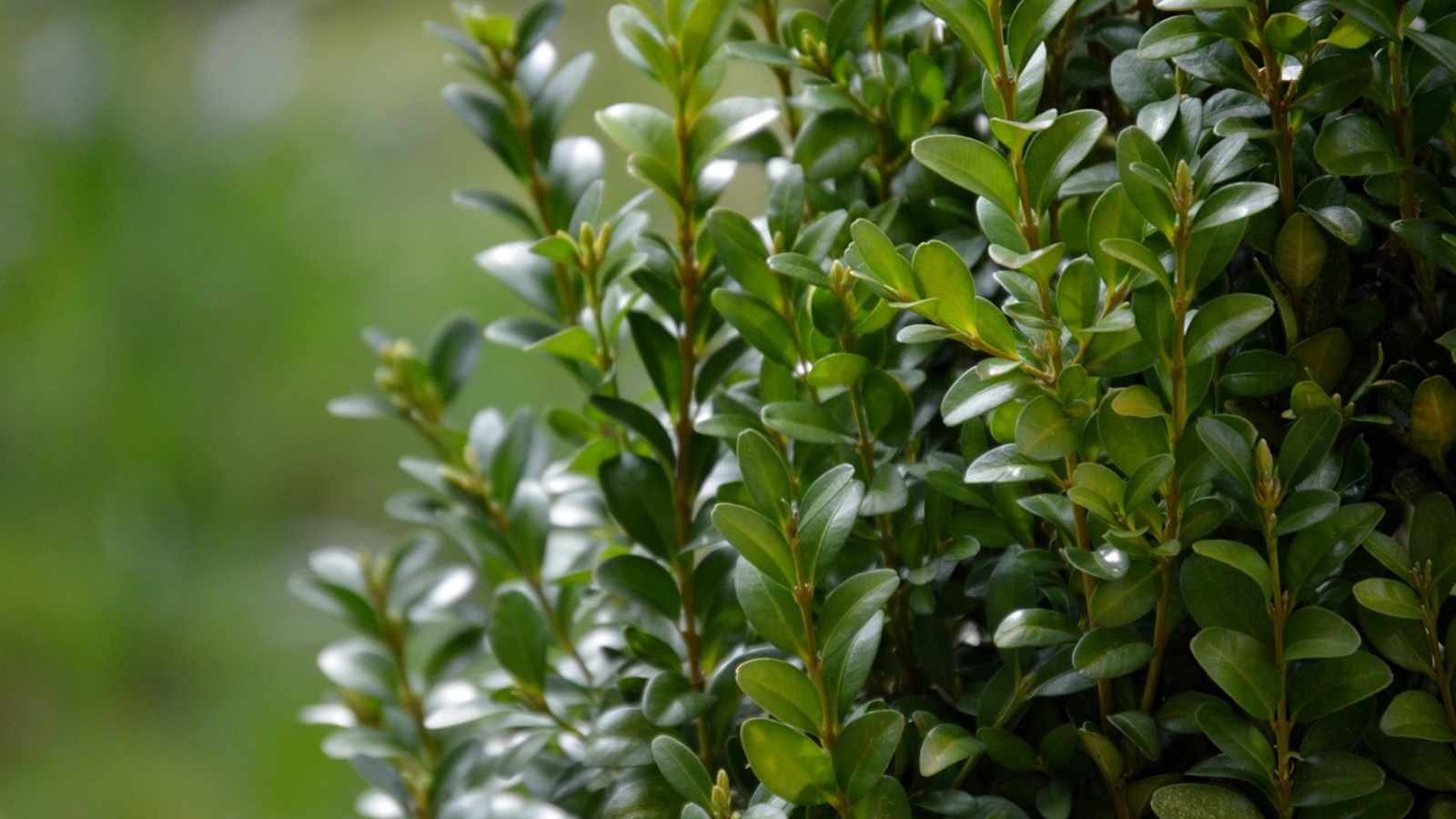 Rapid-Growth Shrubs to Transform Your Yard into a Lush, Private Oasis