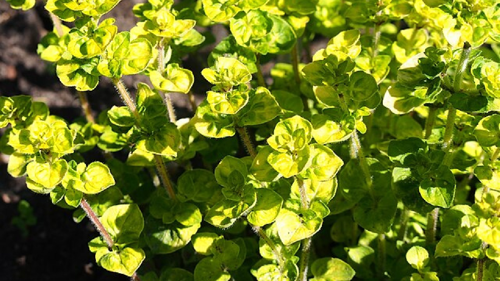 12 Herbs You Can Grow Perfectly in Containers (Plus 5 That Won’t Make It!)