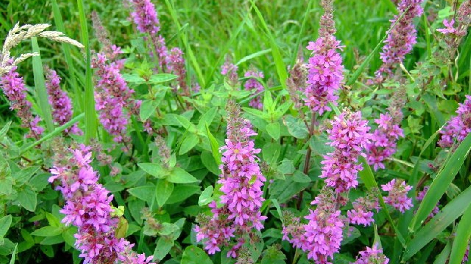 14 Attractive Flowers That Can Spread Beyond Your Flower Beds