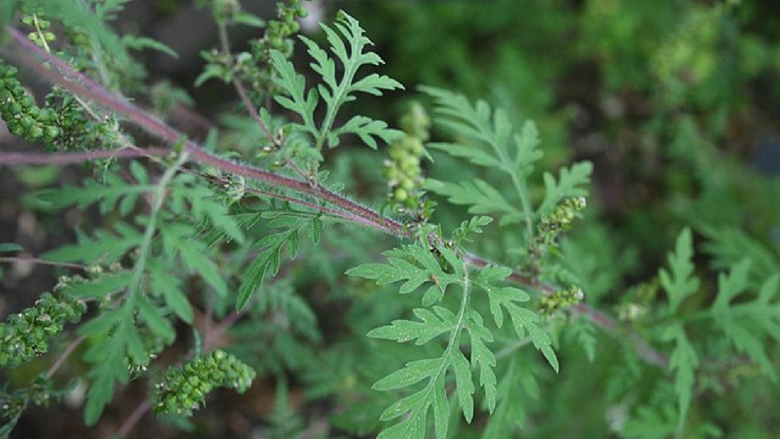 14 Garden Plants That May Trigger Allergy-Related Breathing Problems