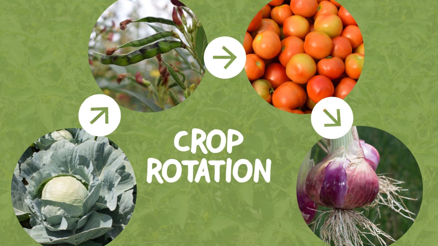 15 Easy Gardening Tips for Beginners - Craft Your Happy Place