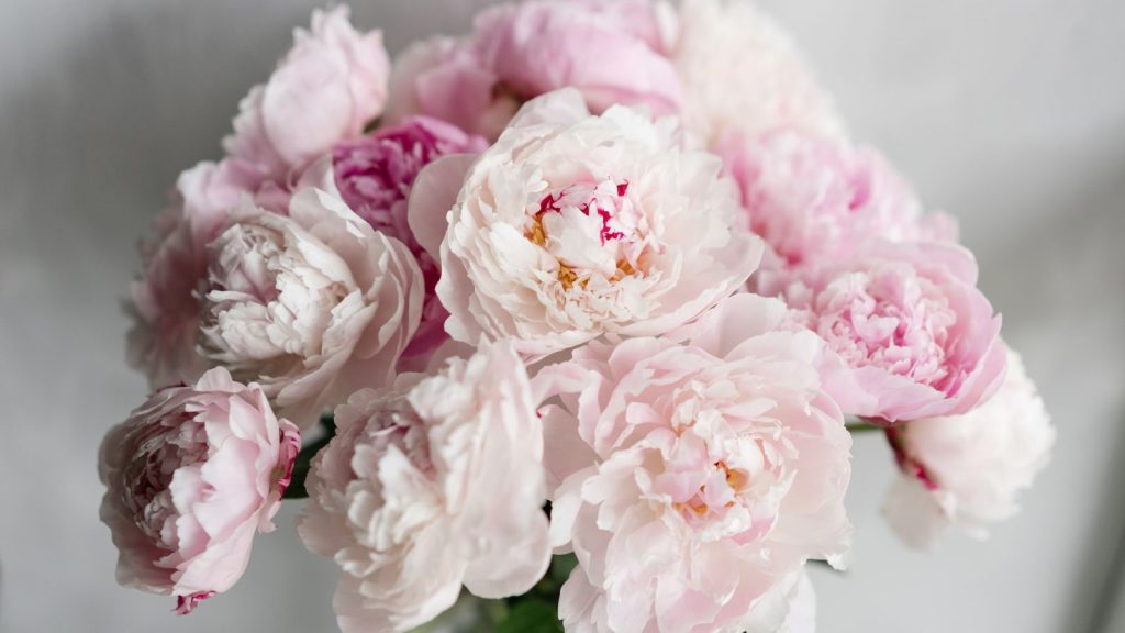 Lucky Plants to Fill Your Home with Positive Energy