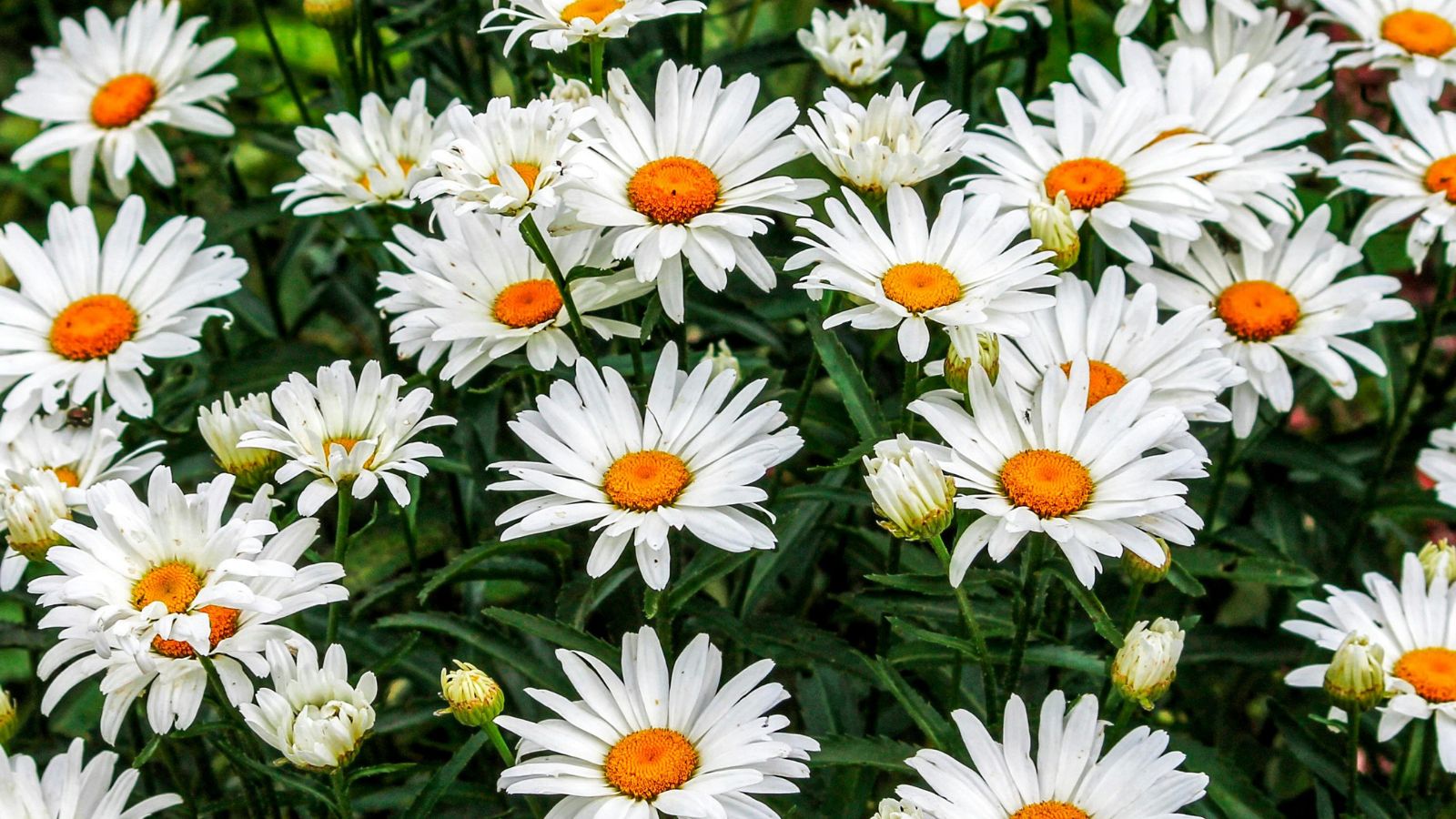 10 Perennials You Must Prune This Fall (Plus 5 That Thrive on Their Own)