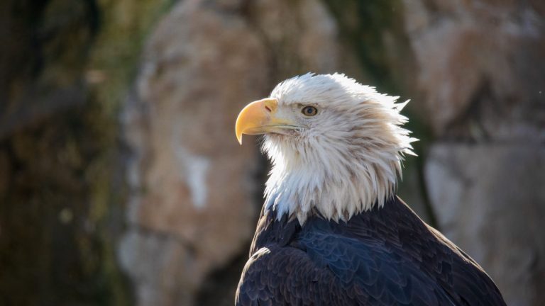 11 Winter Birds That Thrive in the Cold - Craft Your Happy Place