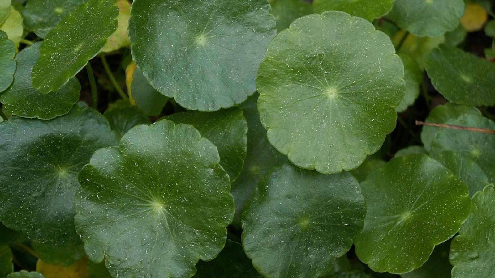 These 15 Stunning Ground Covers Beat Grass