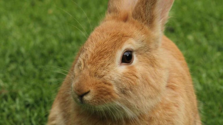 Strange Yard Holes with No Mounds? 12 Causes—and Quick Fixes to Restore