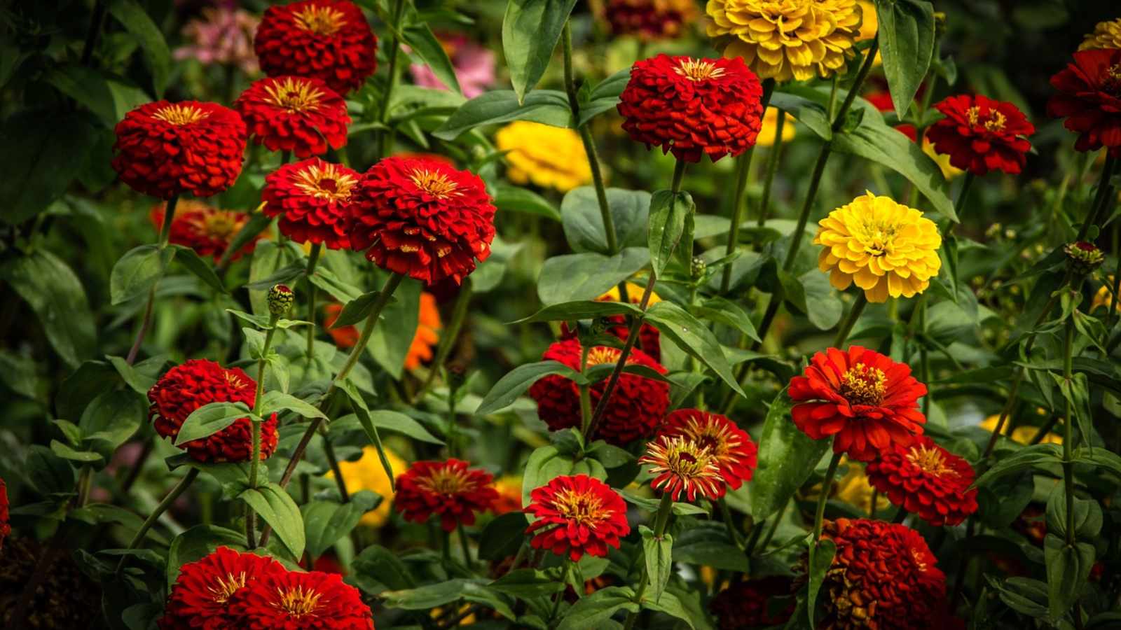 Zinnias