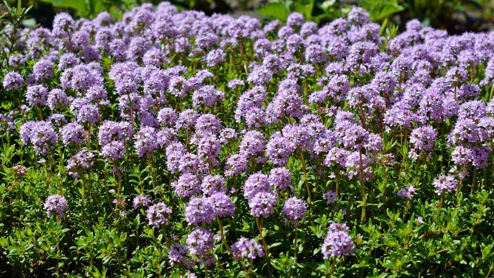 Thyme