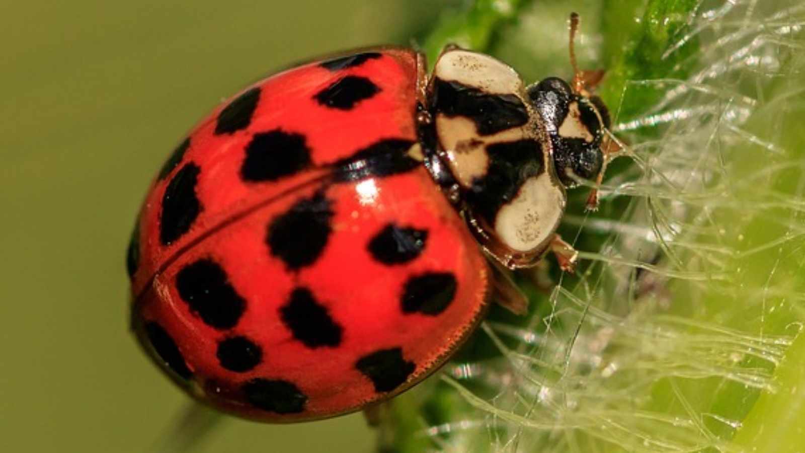 Ladybugs