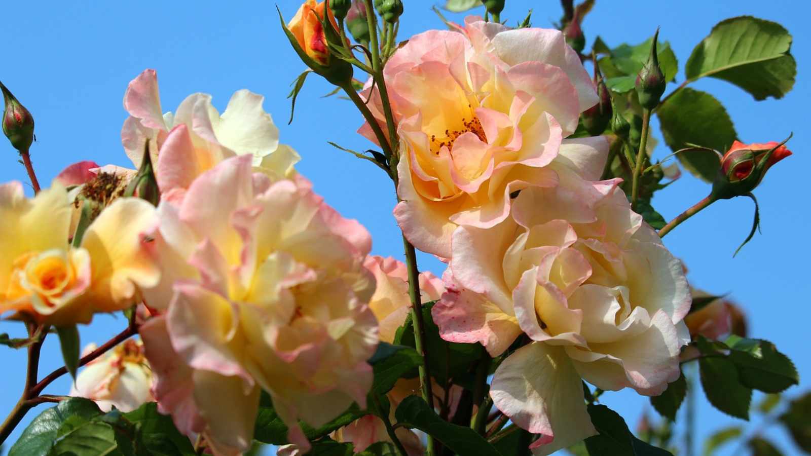 Roses (Climbing or Shrub)