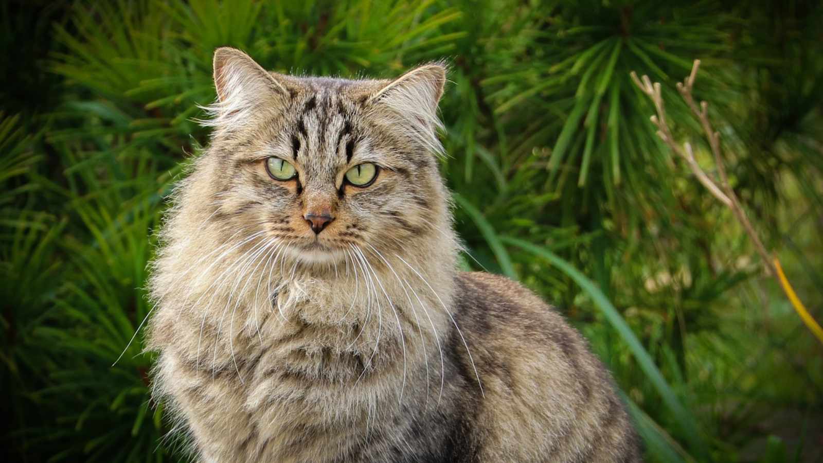 Siberian