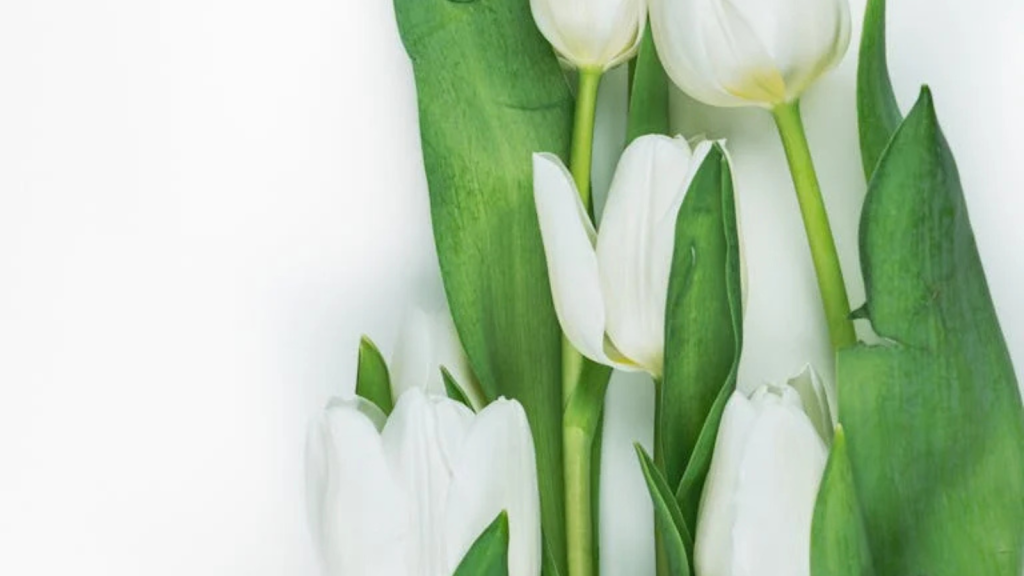 15 Gorgeous White Blooms That&rsquo;ll Make Your Garden the Talk of the Block!