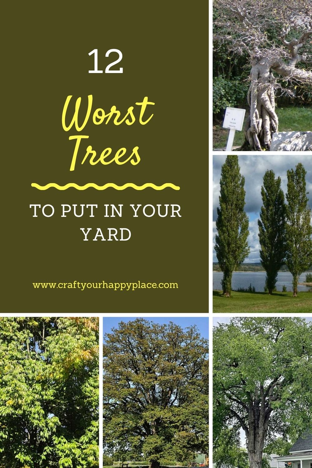 The 12 Worst Trees to Put in Your Yard, Ranked in Order