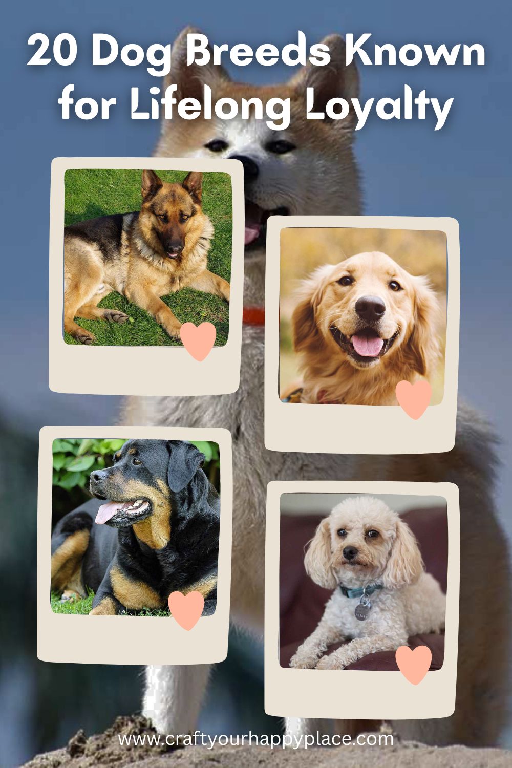 20 Loyal Dog Breeds That Make Lifelong Companions
