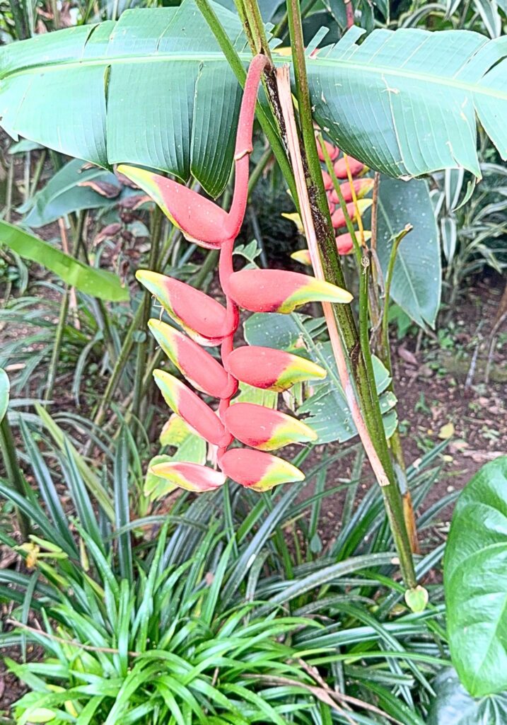 panama