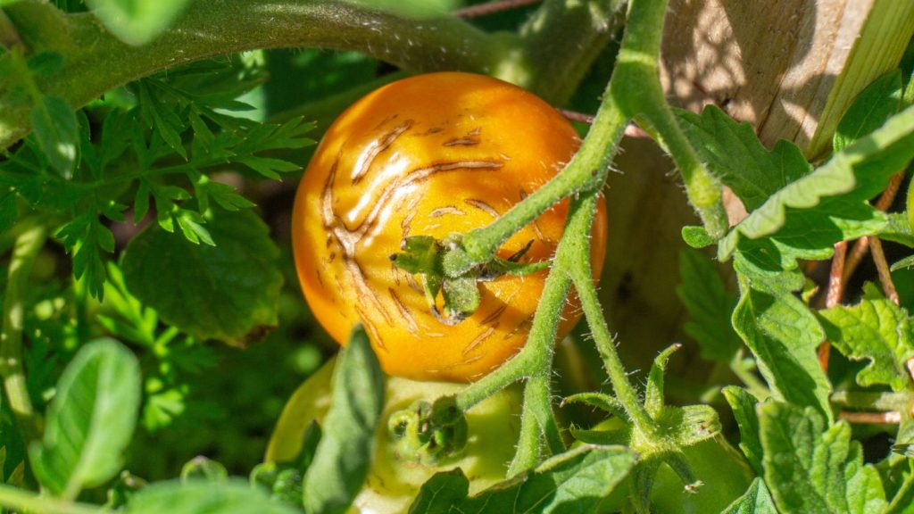How to Keep Tomatoes From Splitting Before They’re Ready to Pick