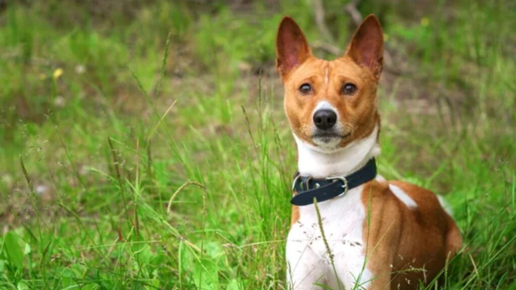 Basenji