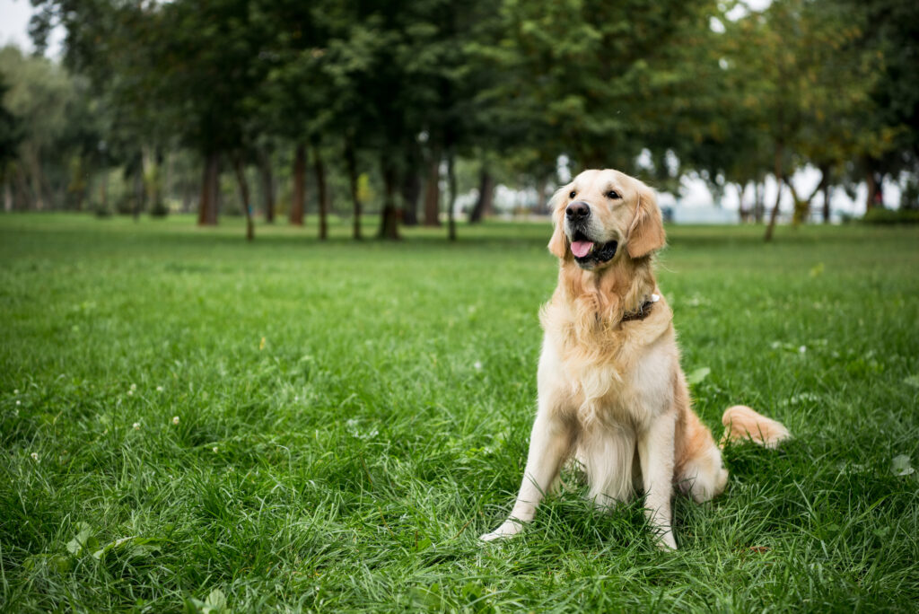 golden retriever