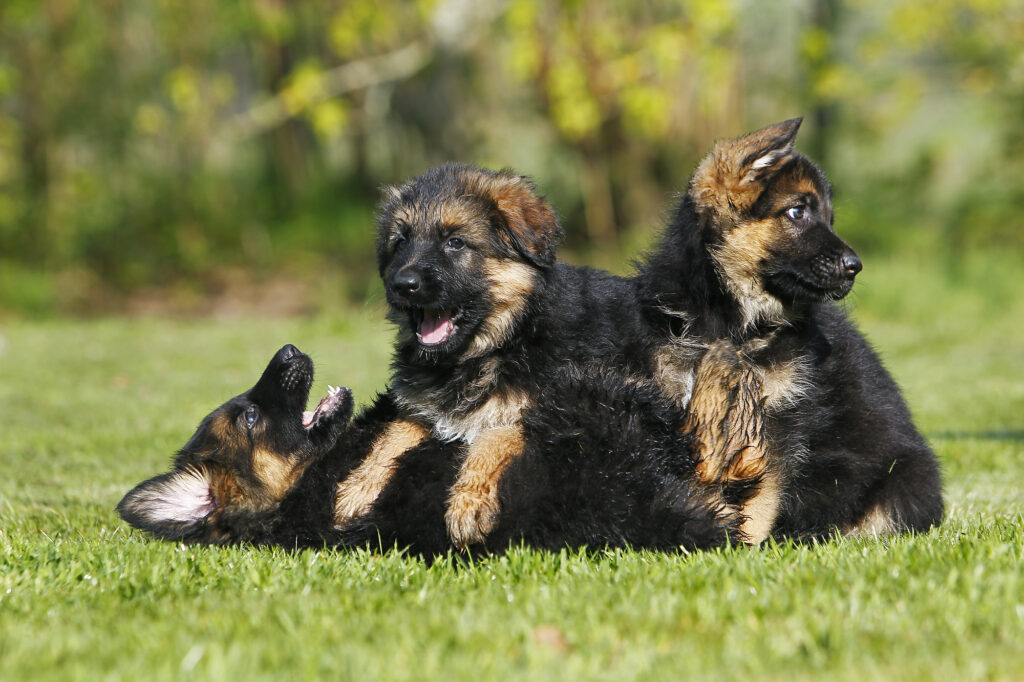 German Shepherd