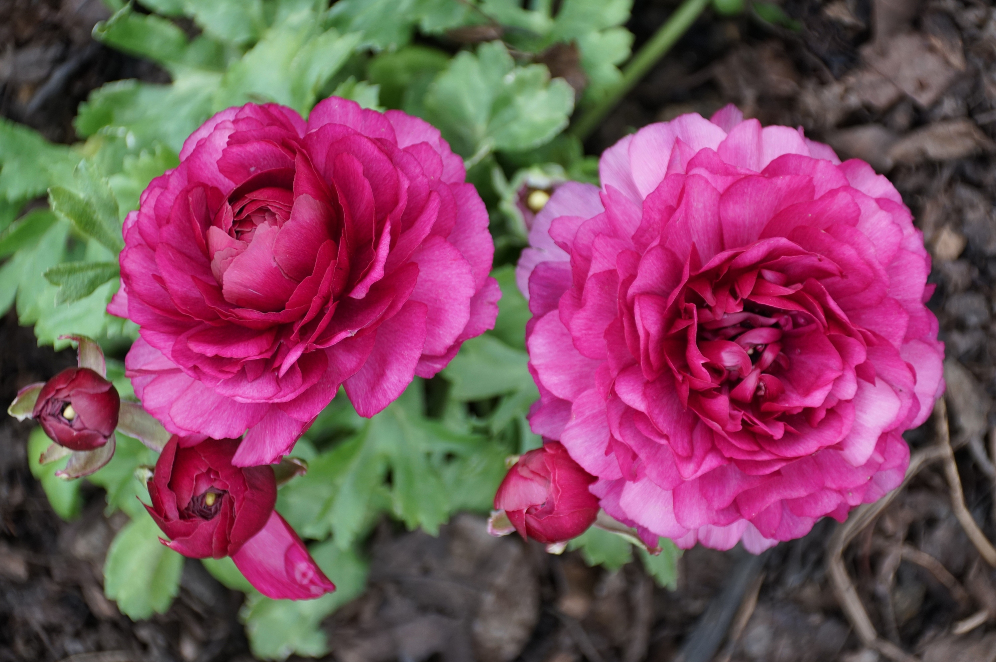 17 Flowers That Look Just as Good in a Vase as They Do in the Garden