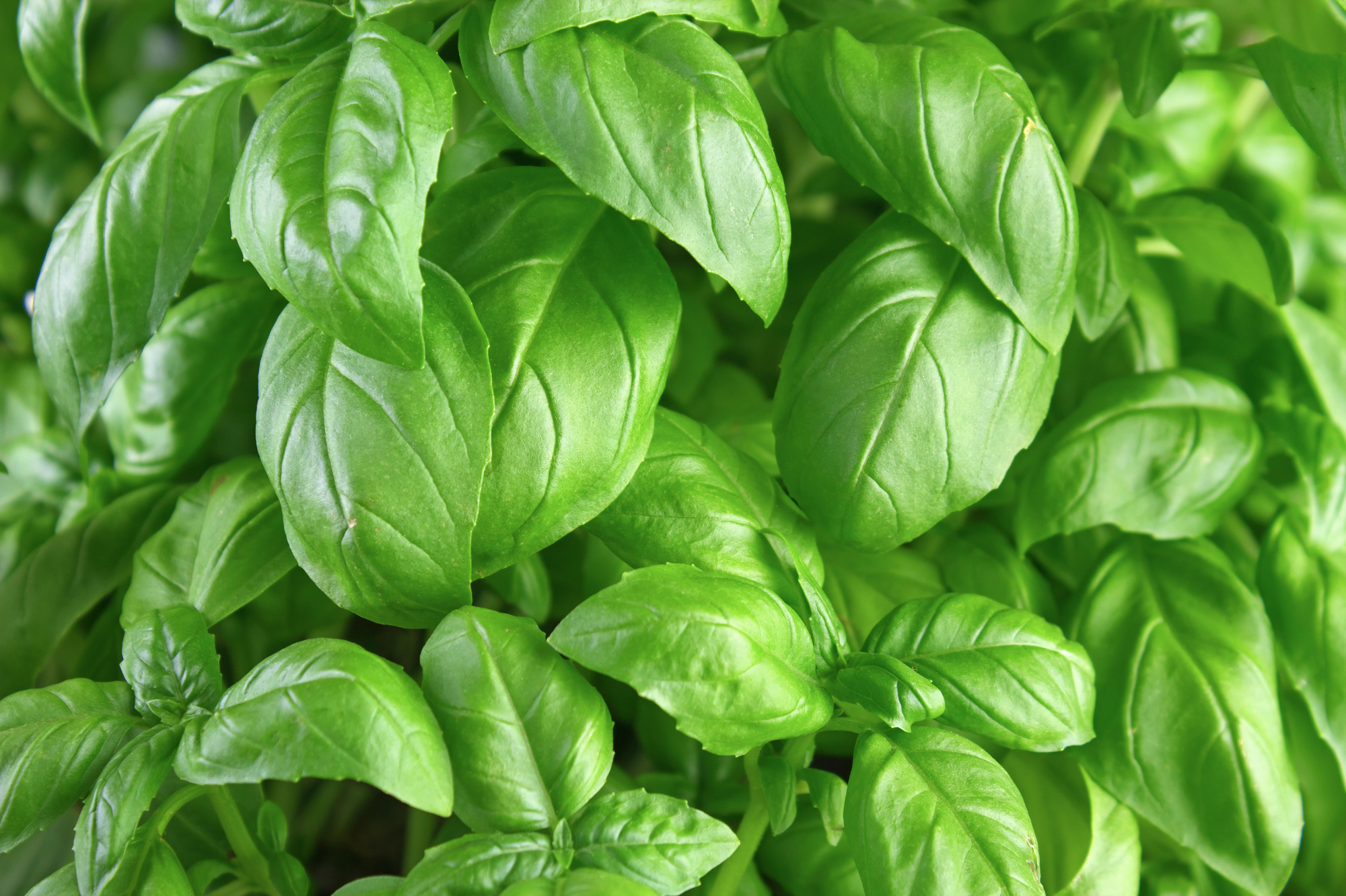 basil