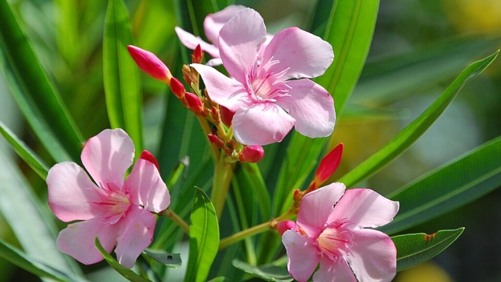 Oleander