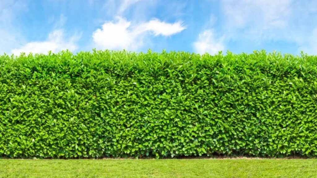 Plant a Hedge