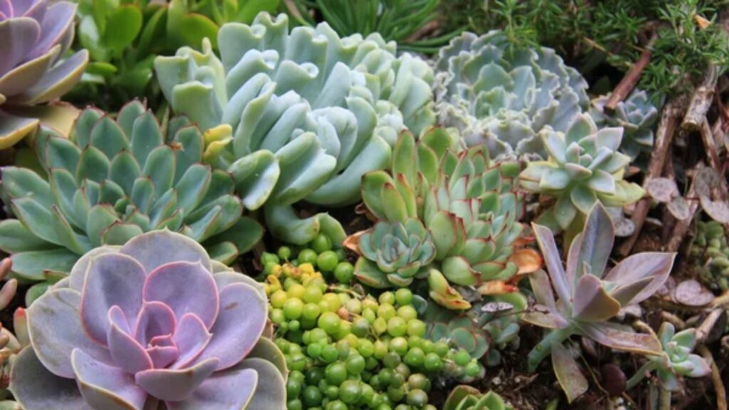 Succulents