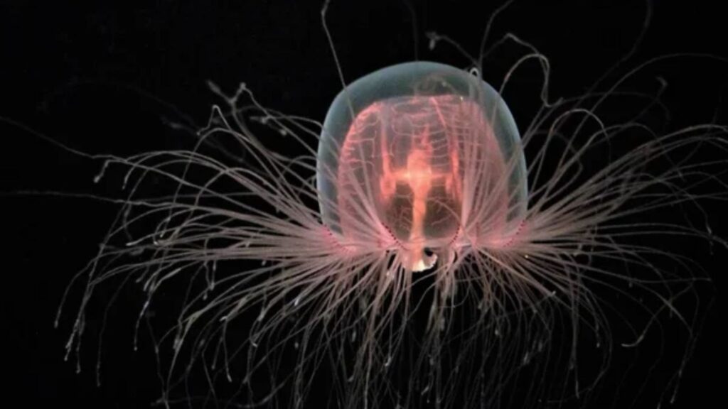 immortal jelly