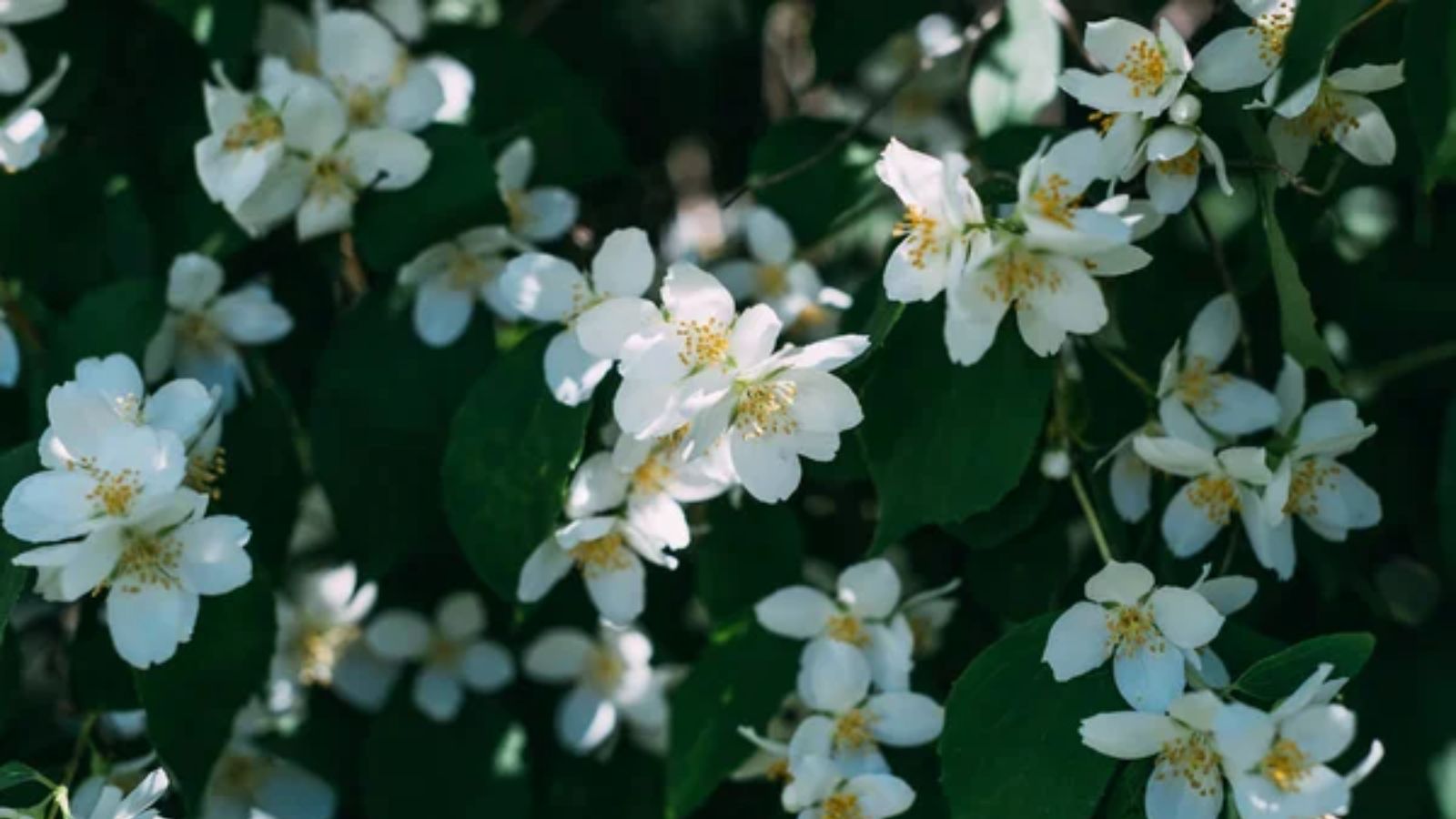12 Indoor Plants That Create a Calmer Home Atmosphere